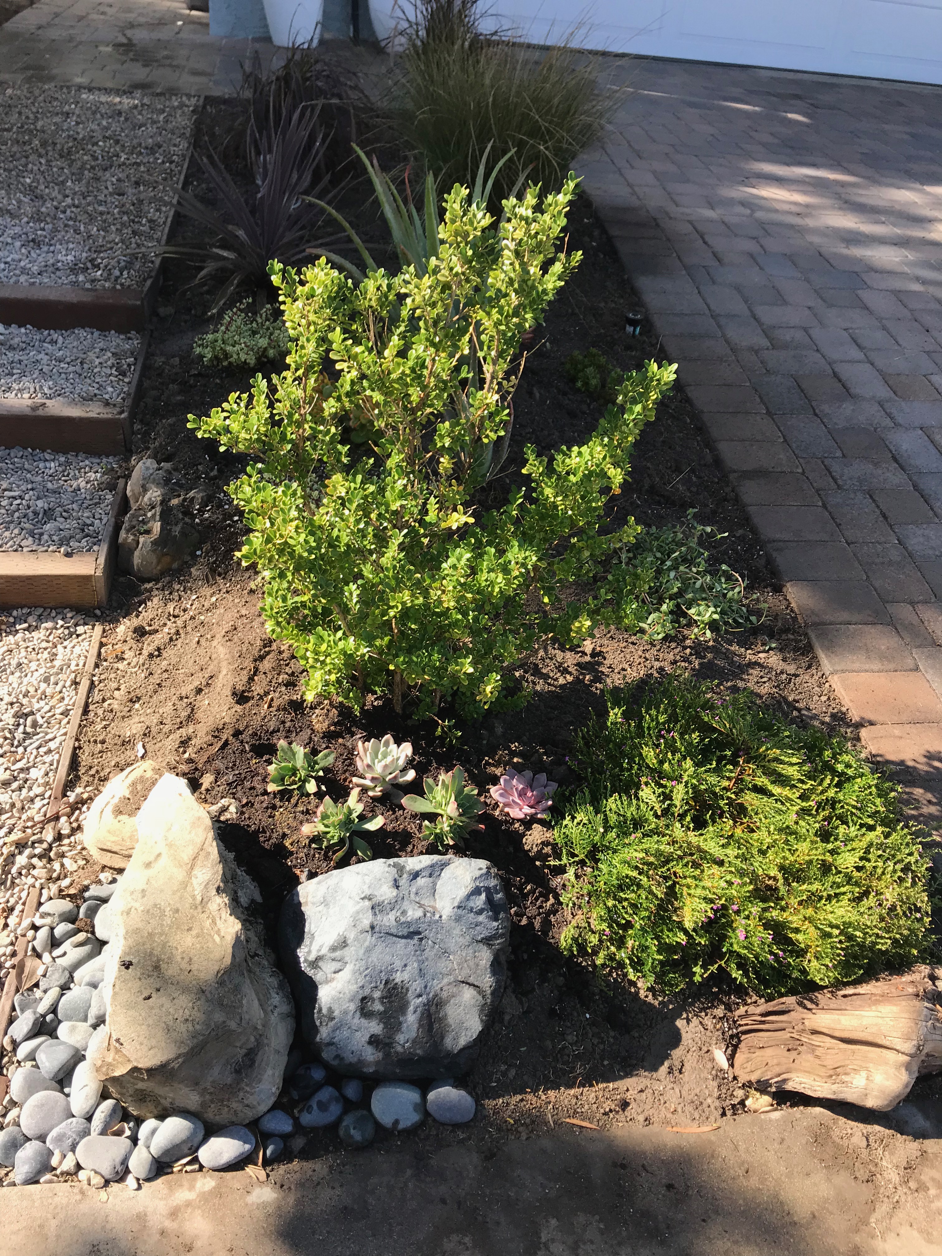 Front Yard