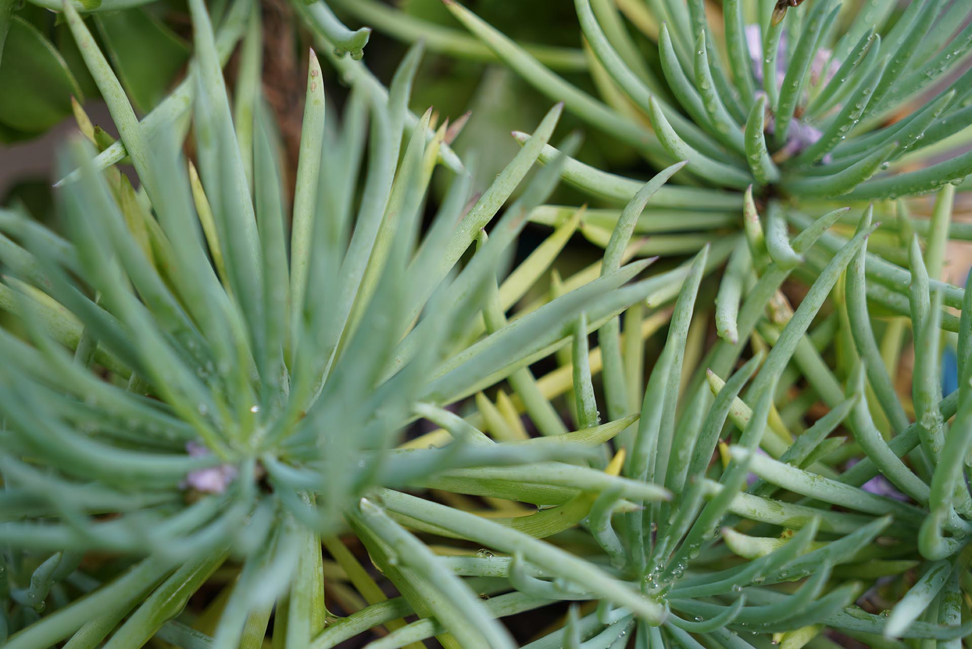 Succulents, Orange County