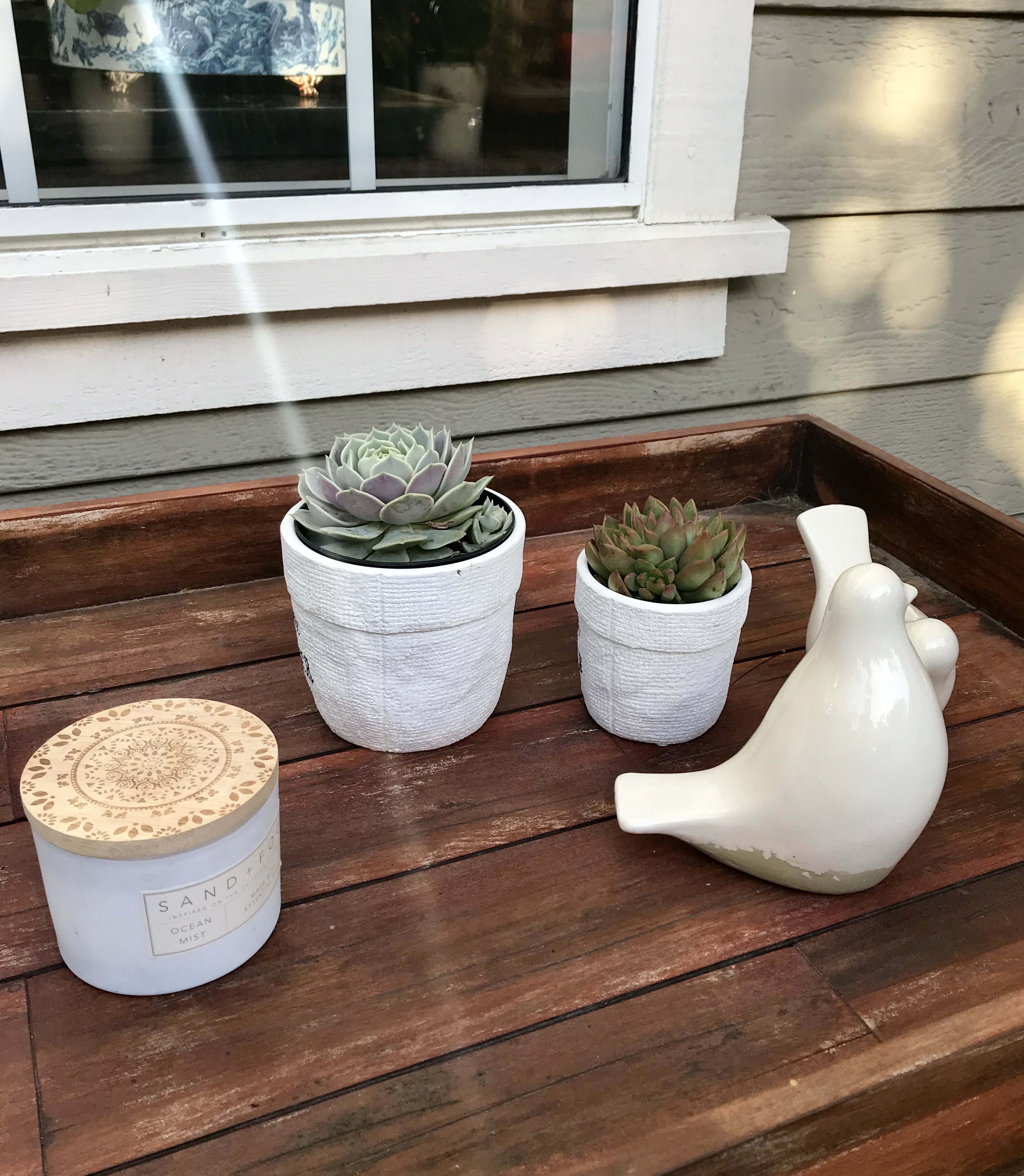 Succulents and birds, Redondo Beach