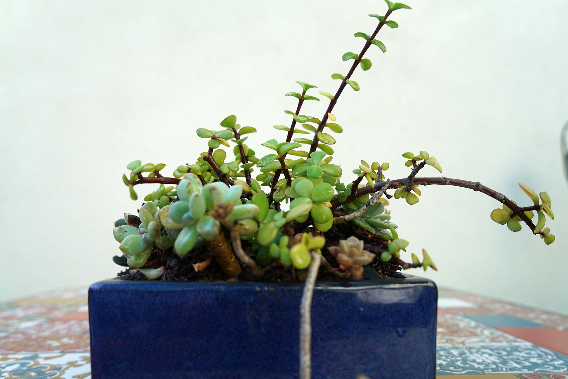 Succulents