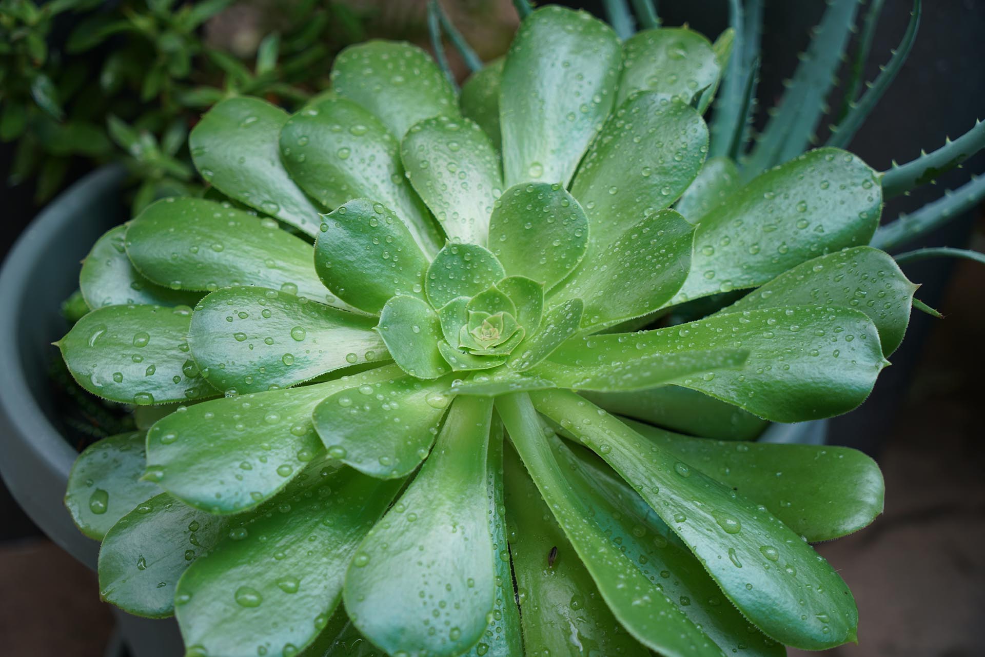 Succulent, Orange County