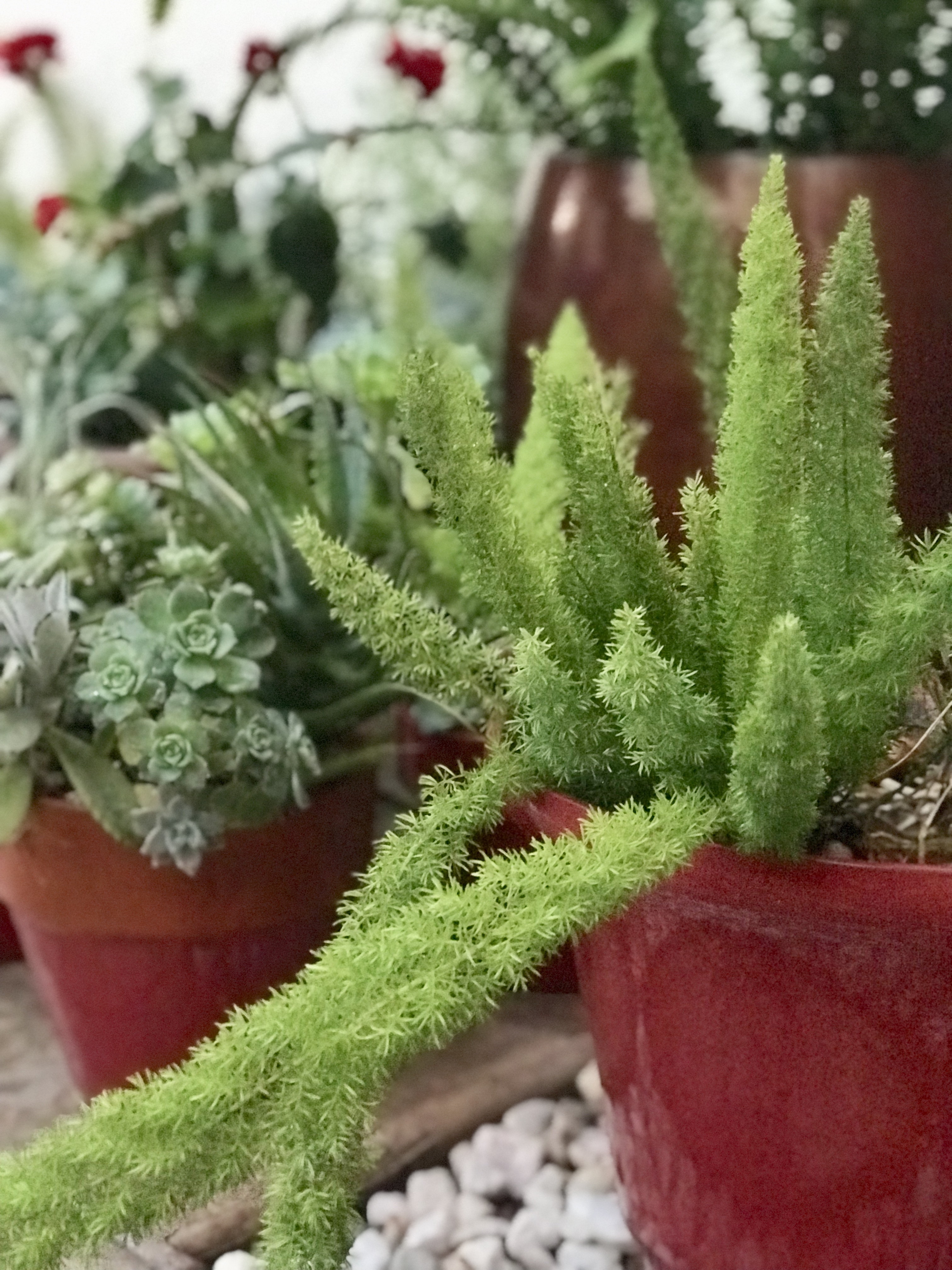 Fern Plant