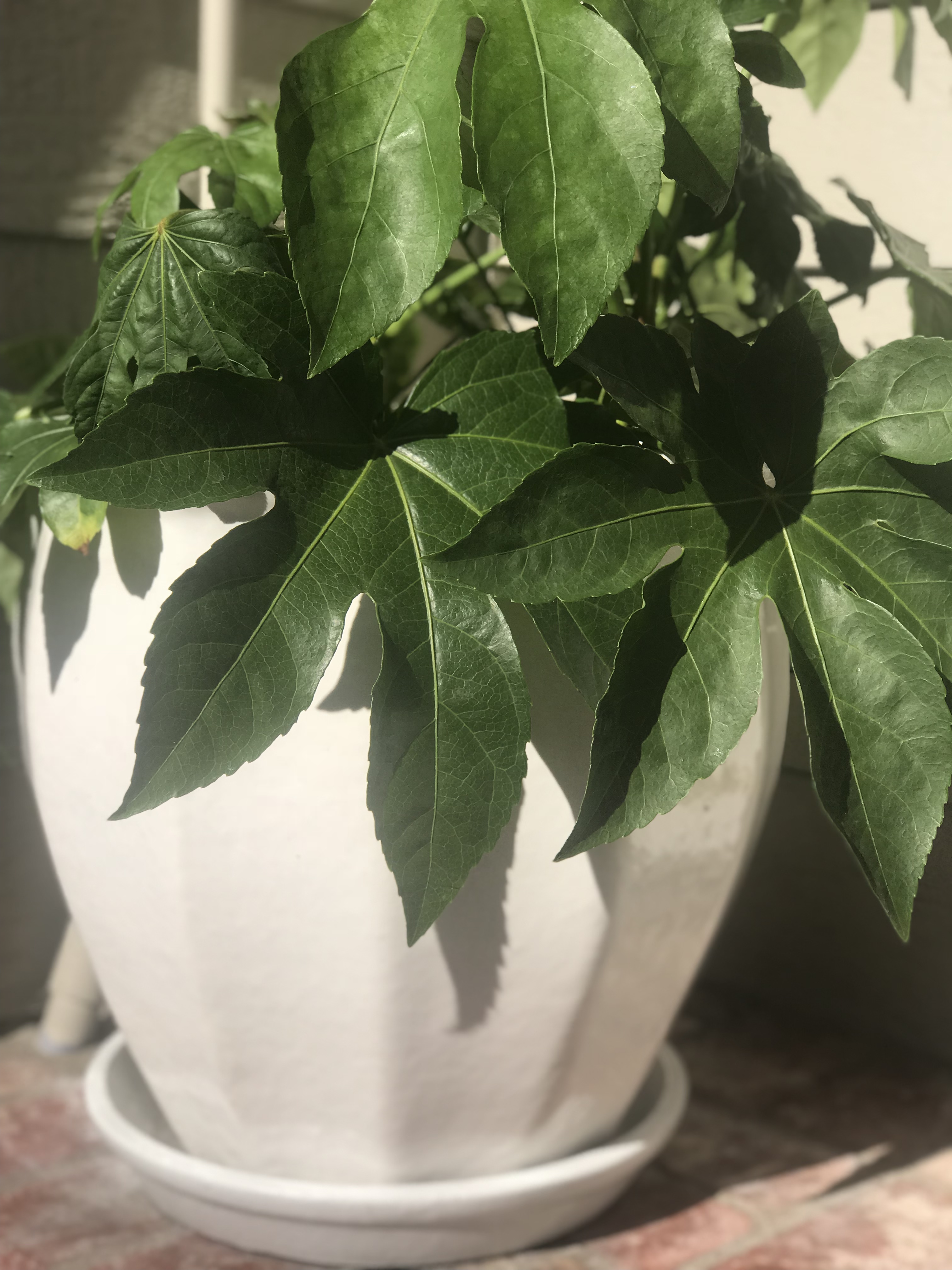 Green and white planter