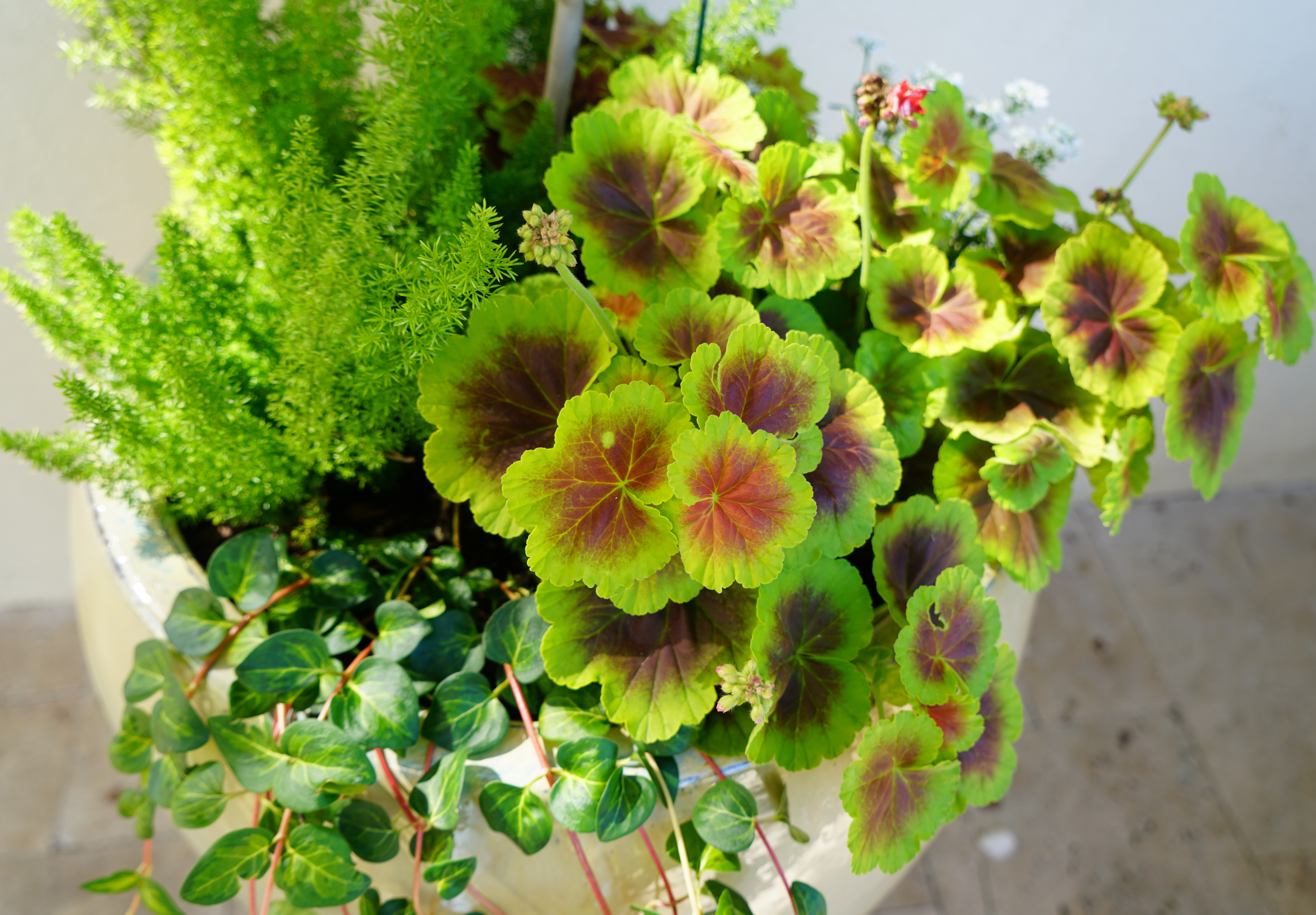 Planter with Geranium, Manhattan Beach
