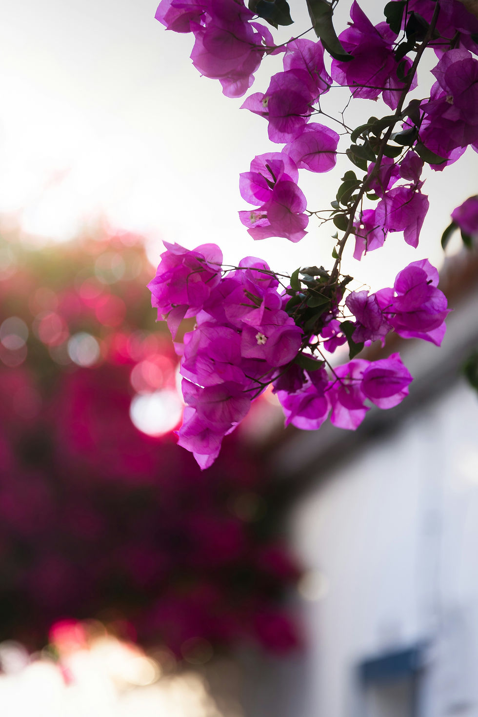 Ferragudo is famous for its vibrant displays of bougainvillea 