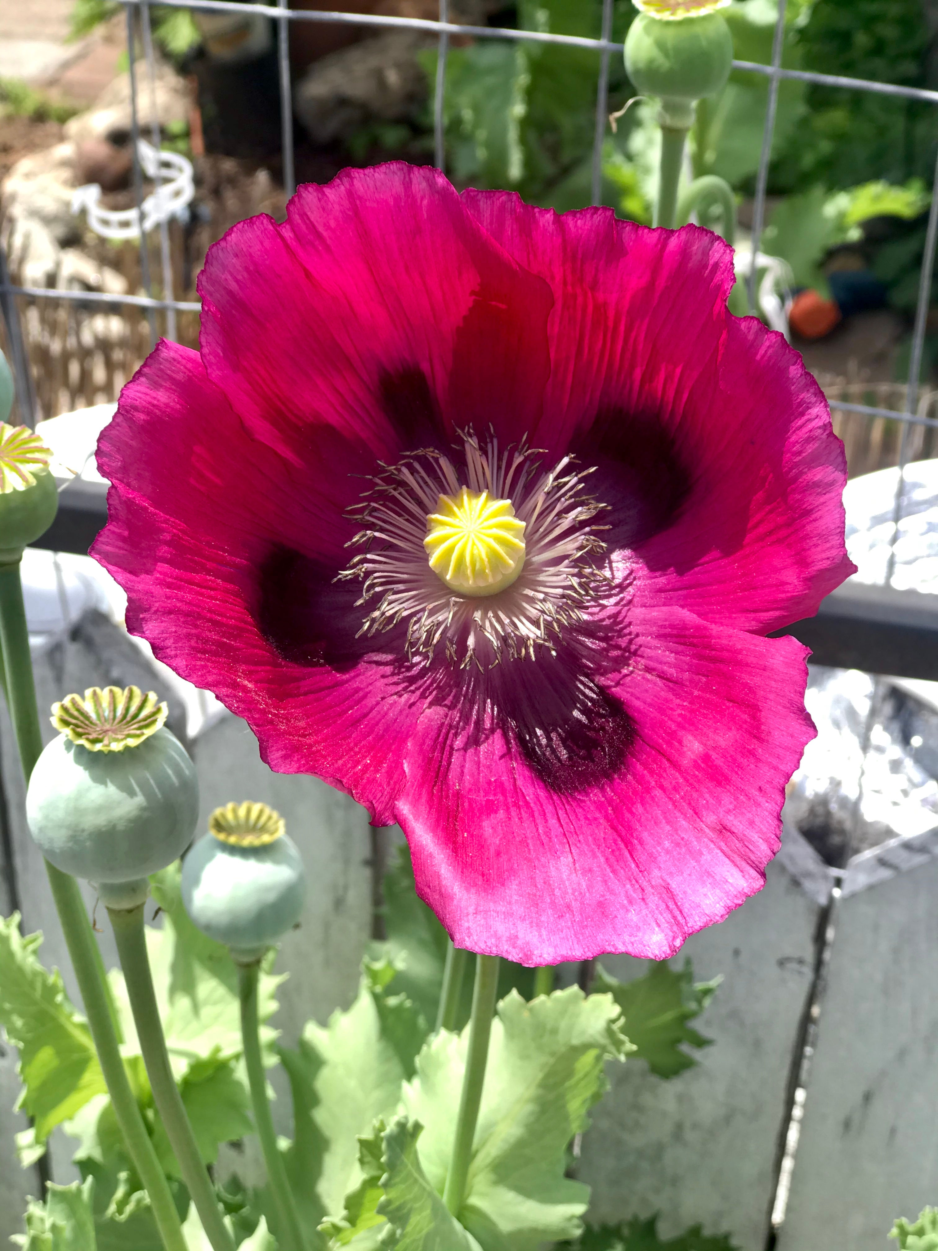 Purple andYellow flower RB