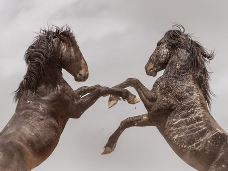 HORSE NewMoon