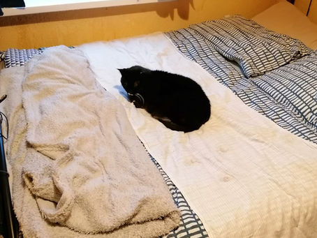 A cat laying on a grounding bedsheet