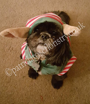 RALPHIE - MY LITTLE MAN IN HIS ELFIE OUT