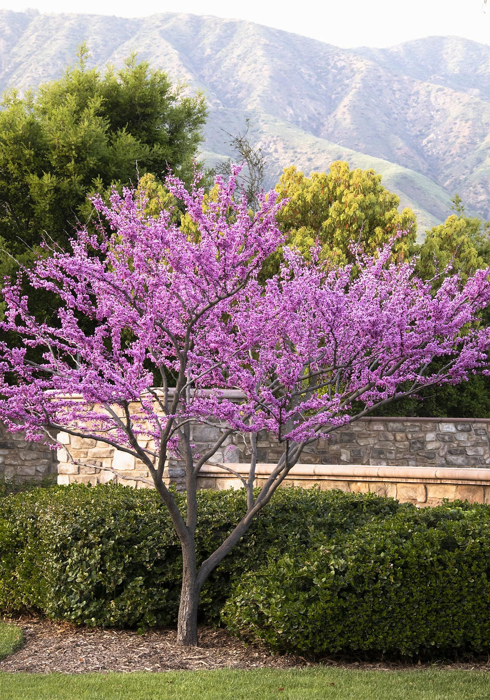 Trees