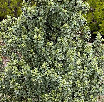 Utopic Leaf