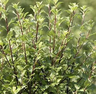 Utopic Leaf