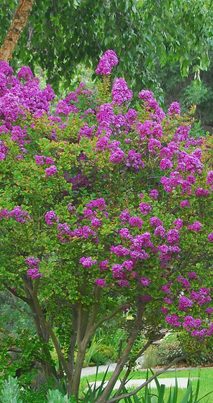 Lagerstroemia