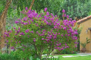 LAGERSTROEMIA.jpeg