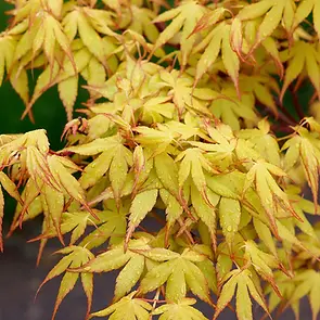 Utopic Leaf