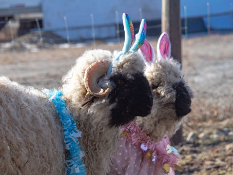 Des Moutons en Fête: Joyeuses Pâques de la Part de Nos Nez Noir du Valais