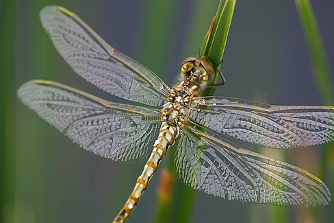 dragonfly-829007.jpg