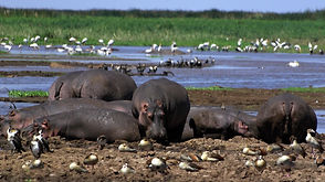 Lake_Manyara_National_Park_Bushkey_Tours_3.jpg