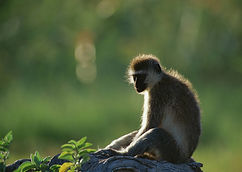 Lake_Manyara_National_Park_Bushkey_Tours_03.jpg
