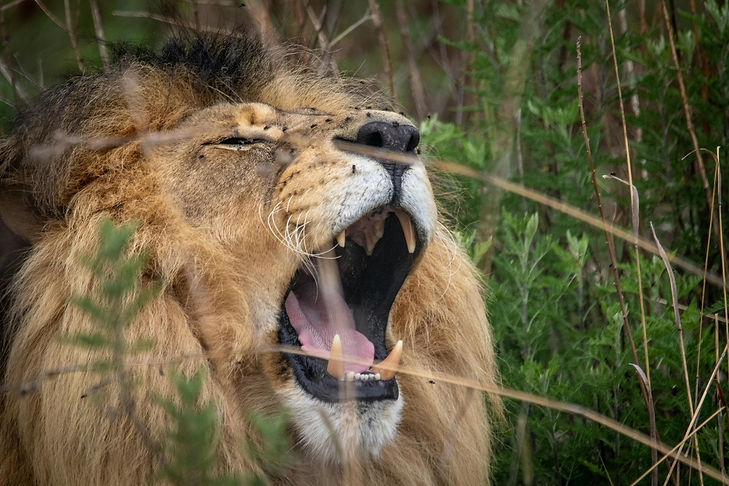 Serengeti_National_Park_Bushkey_Tours_11-transformed.jpeg