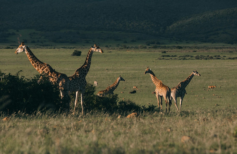 Serengeti_National_Park_Bushkey_Touts_12.jpg