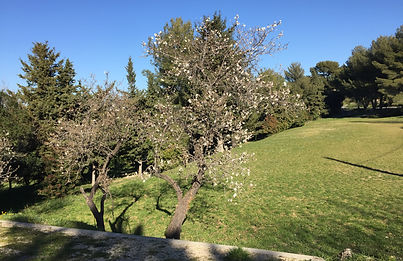 amandiers en fleurs.JPG