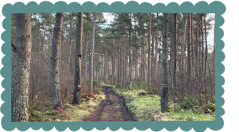 path through Dronley Wood, Angus