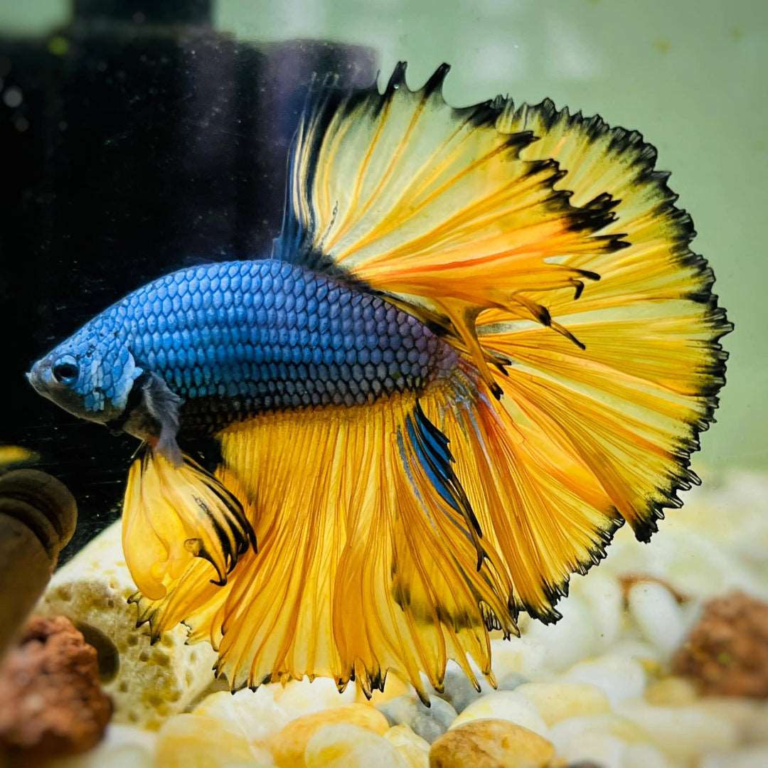 Betta Mustard Half moon male - available for in store pick up only