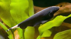 Black Ghost Knife fish - available only for pick up in store