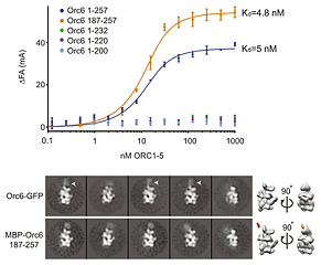 Orc6 and Meier Gorlin syndrome