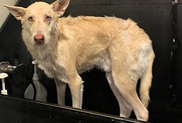 Can use for skunk bath_edited.jpg