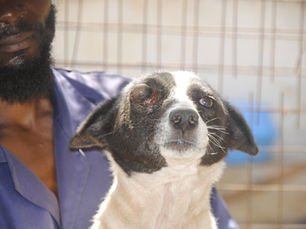 Un chien abandonné avec un œil hors de son orbite.