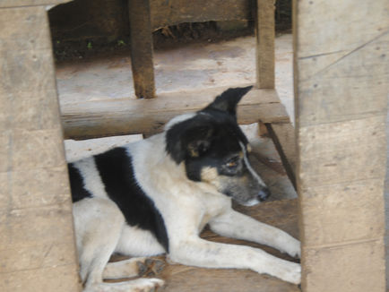 Un toit pour eux : Pourquoi nous avons besoin de nouvelles niches au refuge