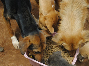 Les Prix Exorbitants des Croquettes en RDC et le Refuge Havre de Paix : Un Soutien Indispensable de AKI