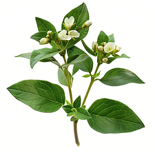 teshifer_Wintergreen_herb_isolated_on_a_white_background_with_4b1a45d3-3f64-43f4-b58f-752f