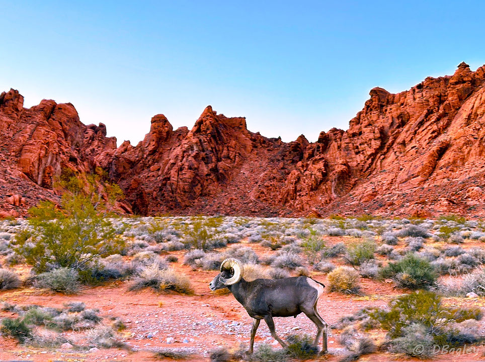 Big Horn walking Valley of Fire.jpg