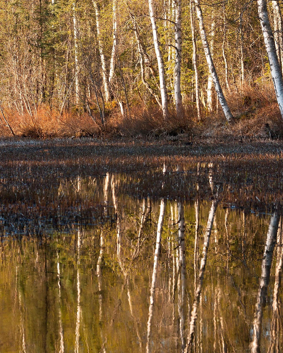 Speak up for MatSu Wetlands!