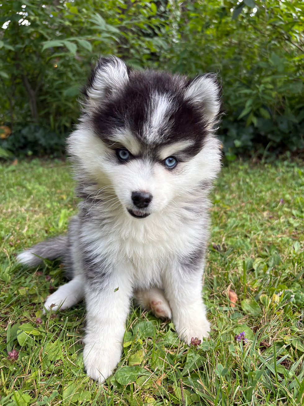 Thumbnail: Milan (ADOPTED)