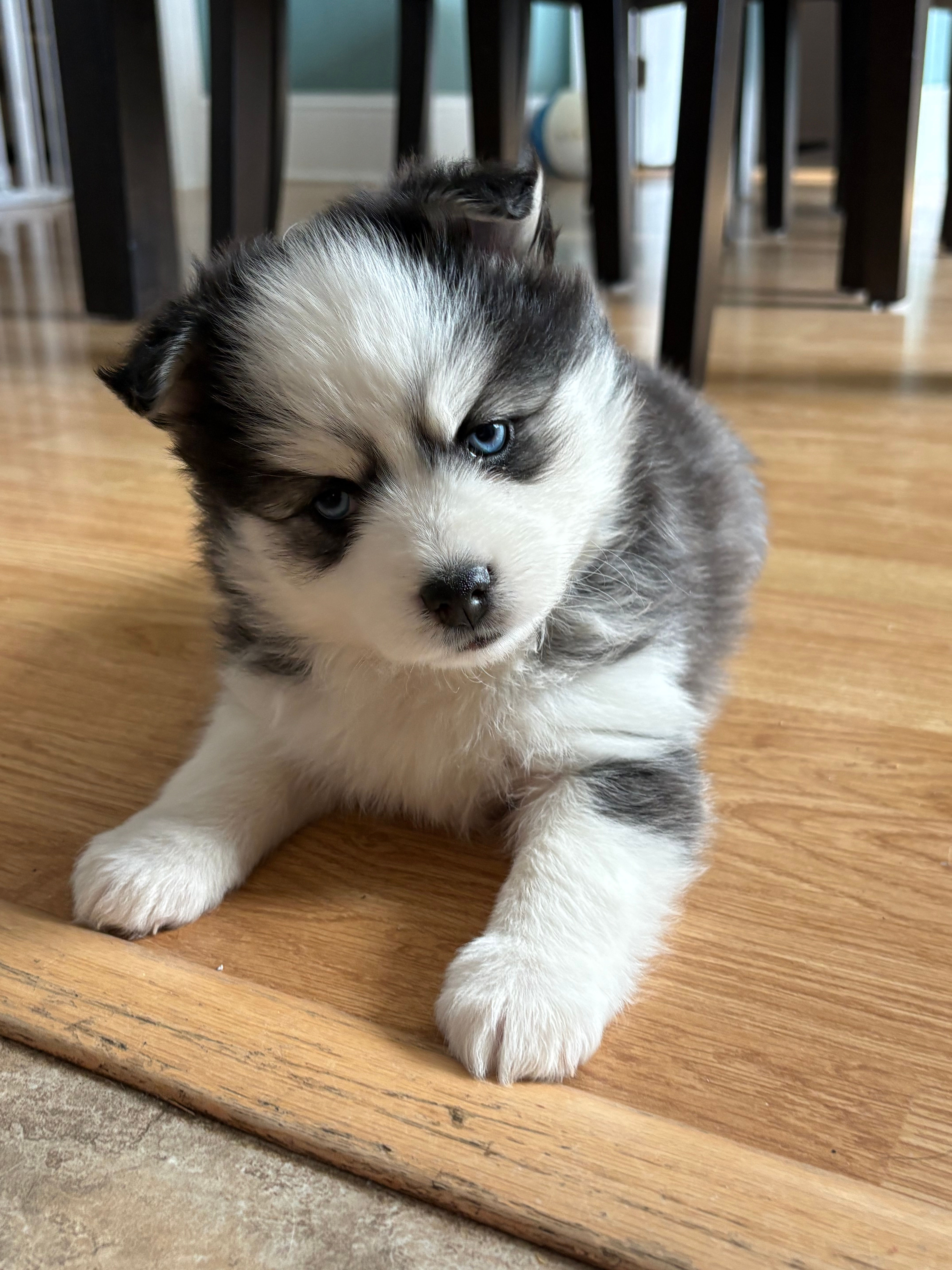 Quinn (Adopted) 