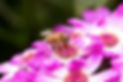 IMG_5461-Enhanced-NR.jpg