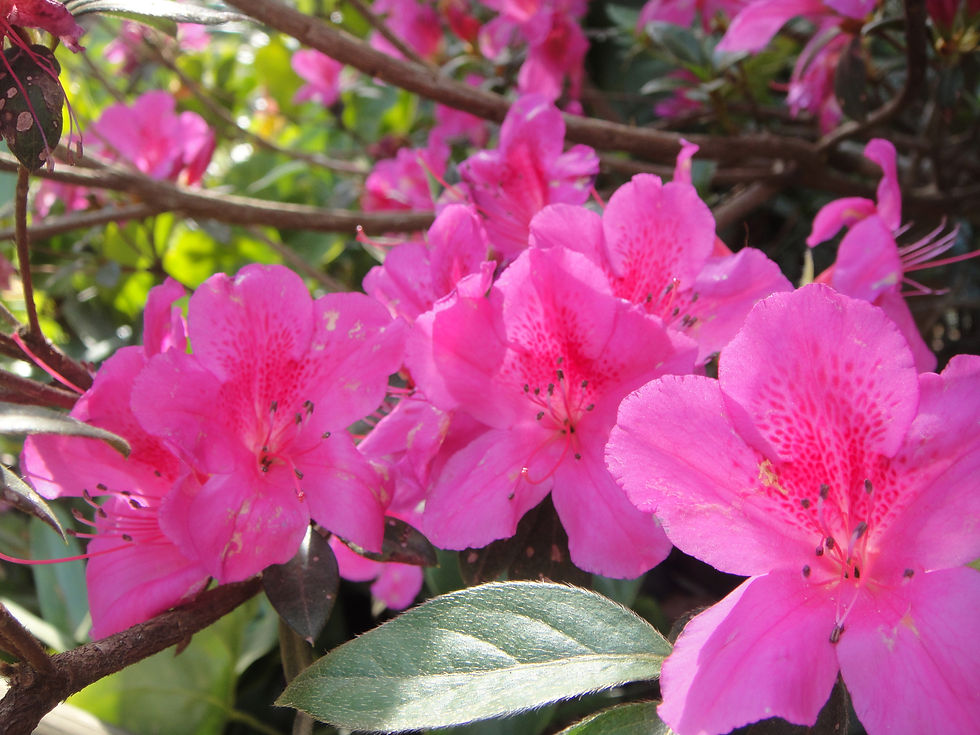 024. azaleas (20.ago.11).JPG