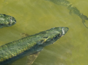 tarpon fishing in florida