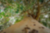 Árbol