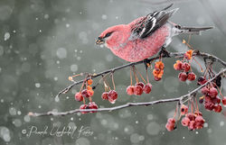 Male Pine Grosbeak