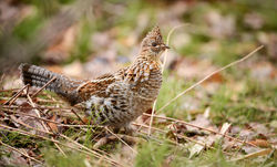 RGrouseDSC_6308w