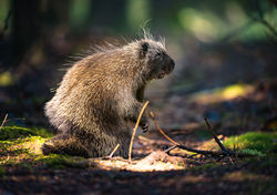 Porcupine2w