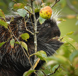 porcupineDSC_4816w