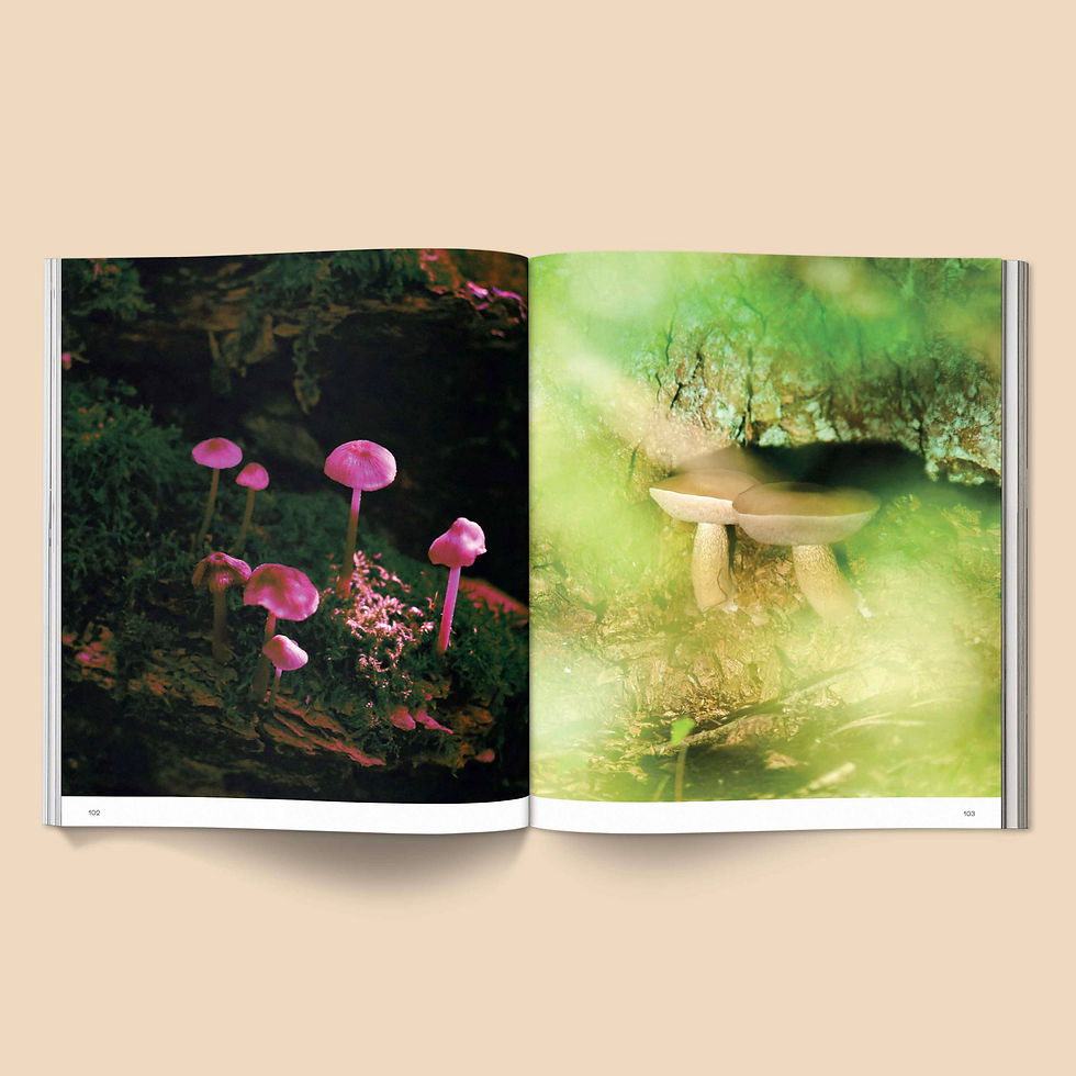 Thumbnail: Spores: Magical Mushroom Photography
