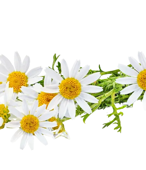 Chamomile