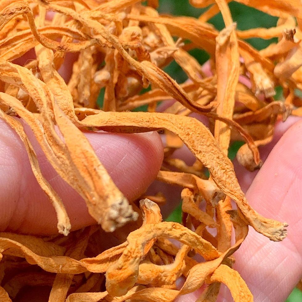 Commercially farmed Cordyceps mushrooms that we bought for an experiment.